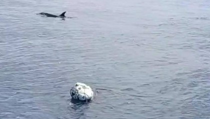 小海豚被困,海豚妈妈向人类求救!事发海南一海域