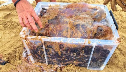 今年青岛海蜇有点多?有人一天捞上1000多斤,“最大海蜇王”超过300斤