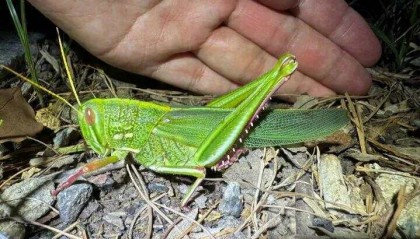 点虫成金!合肥发现最大蝗虫,约成人手掌大小!专家称其肉质丰满可油炸食用