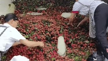 慕了!湖南一学校买1万多公斤荔枝给师生 校方:怕吃上火分三天发