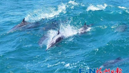 场面壮观!福州海边惊现成群海豚!