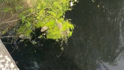 “比厕所的水还臭”,湖北云梦县现一条10公里长黑臭河流?当地:已成立专班处理