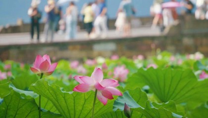 明高温大规模 “集结”,浙江局部飙升超39℃,挺住!3天后凉爽将至