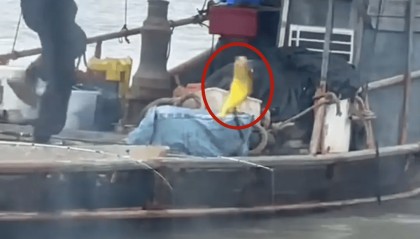 福建大爷海上钓起一条“黄金鱼”,引得围观群众“哇声一片”,有人估算一条能卖2万多