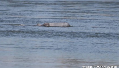 柬埔寨再添新生海豚,湄公河海豚总数达109头