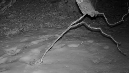 首次记录!长耳鸮现身四姑娘山国家级自然保护区