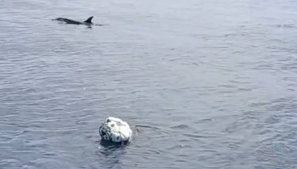 小海豚被困,海豚妈妈向人类求救!事发海南一海域→