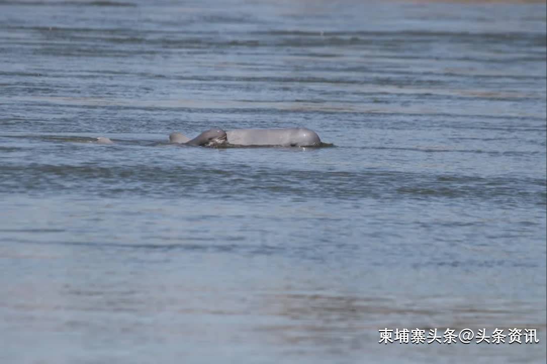 柬埔寨再添新生海豚，湄公河海豚总数达109头