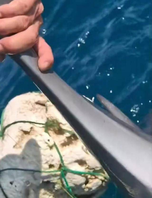 小海豚被困，海豚妈妈向人类求救！事发海南一海域