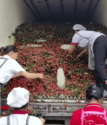 慕了！湖南一学校买1万多公斤荔枝给师生 校方：怕吃上火分三天发