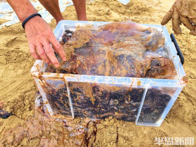今年青岛海蜇有点多?有人一天捞上1000多斤,“最大海蜇王”超过300斤