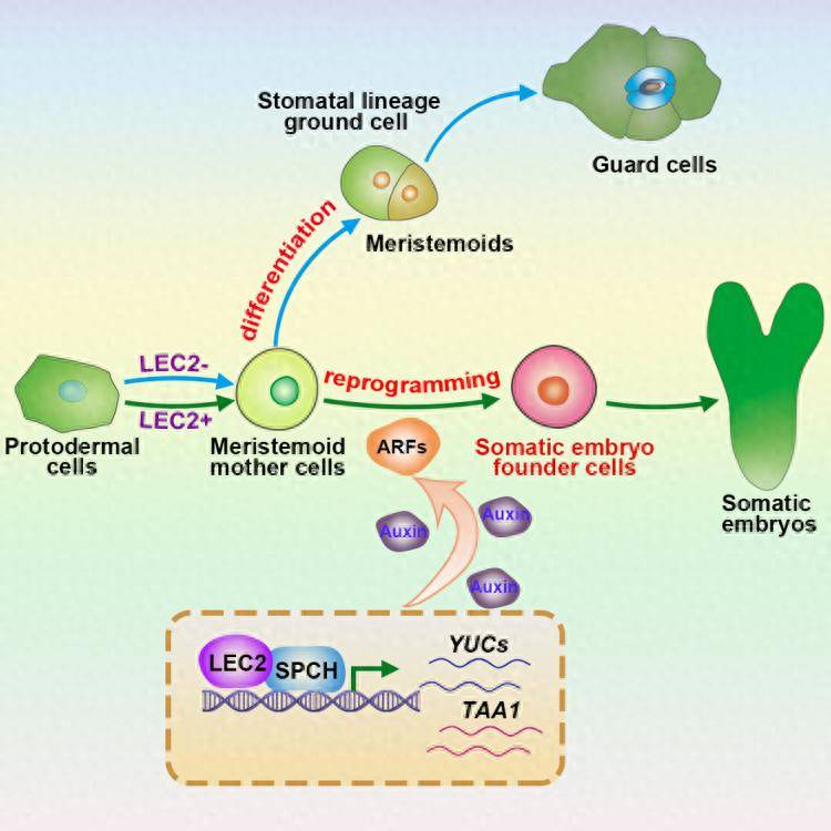 科研新突破!我国科学家破解植物细胞全能性世纪难题
