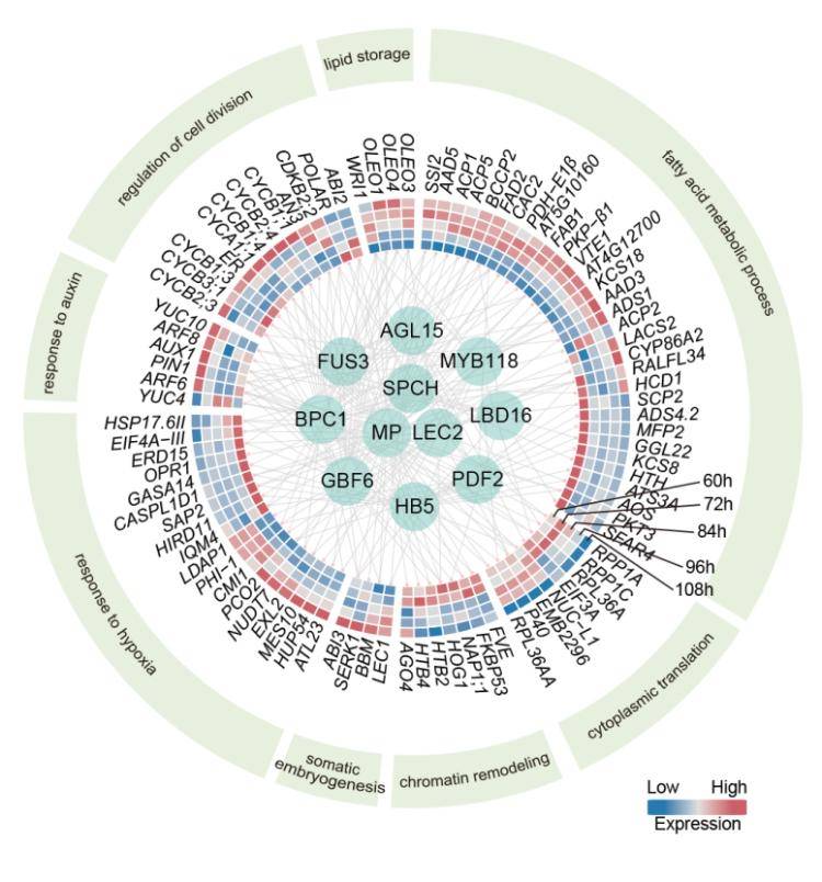 科研新突破!我国科学家破解植物细胞全能性世纪难题
