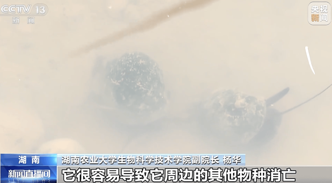 掀开衣服,密密麻麻!200多只活虫惊现深圳机场……