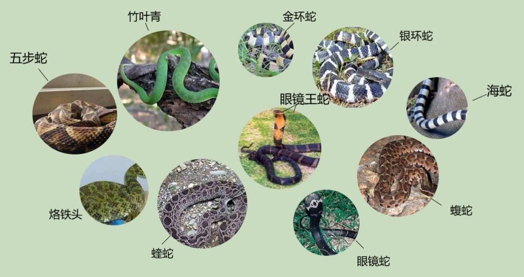 女子半夜上厕所，马桶里突然窜出一条蛇！